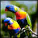 Deux oiseaux du paradis